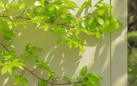 适合春天的朋友圈封面 唯美绿叶鲜花太应景了！